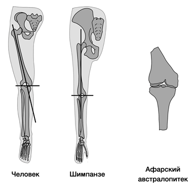 Сравнение положения костей нижней конечности у человека, шимпанзе и австралопитека