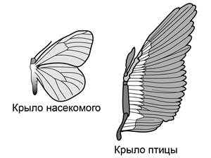 Крылья насекомого и птицы