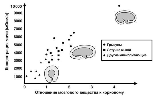 Зависимость концентрации мочи от соотношения толщины мозгового и коркового вещества почки у млекопитающих