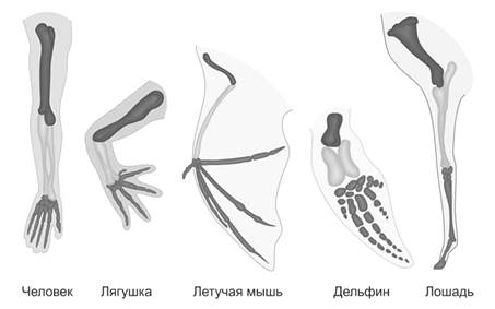 Скелеты передних конечностей адам, лягушки, летучей мыши, дельфина и лошади
