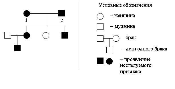 Родословная семьи