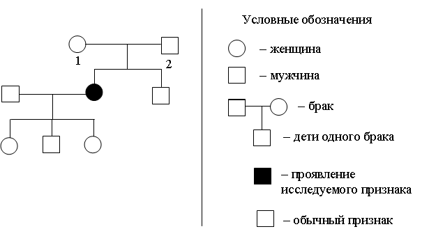 Родословная семьи