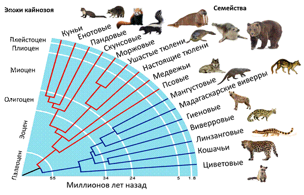 Схема эволюционного древа некоторых семейств млекопитающих