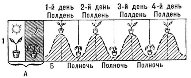 Изменение положения листьев бобовых растений при чередовании дня и ночи и при постоянной темноте