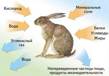 Взаимосвязь животного с окружающей средой