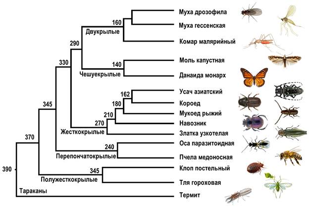 Эволюционное древо некоторых отрядов насекомых