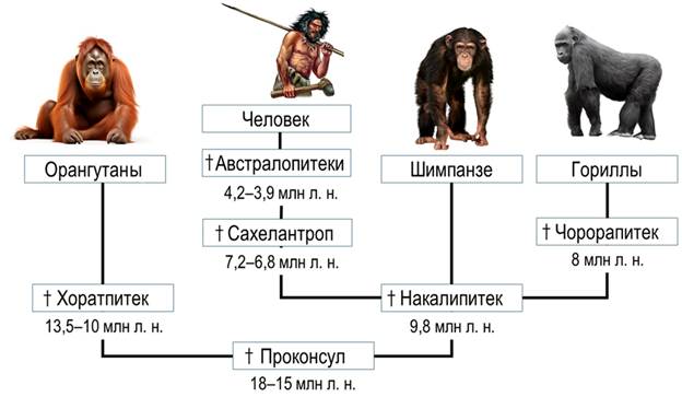 Схема эволюционного древа человекообразных приматов