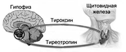 Схема взаимодействия гипофиза и щитовидной железы