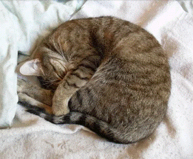 Кошка, свернувшаяся во сне